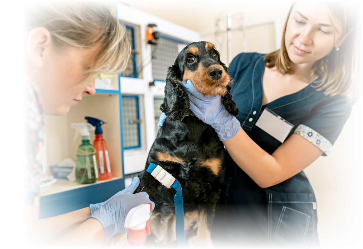 veterinarian-checking-dog-medium-shot-2-1.png