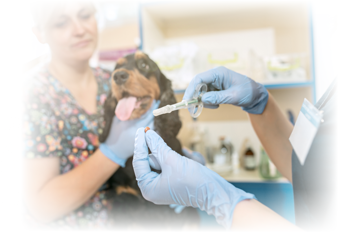 veterinarian-checking-dog-medium-shot-3-1.png