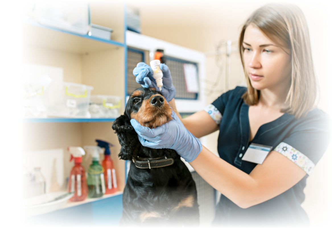 veterinarian-checking-dog-medium-shot-4-1.png