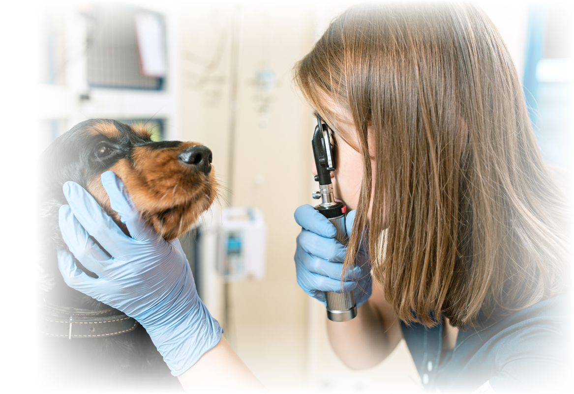 veterinarian-checking-dog-medium-shot-5-1.png